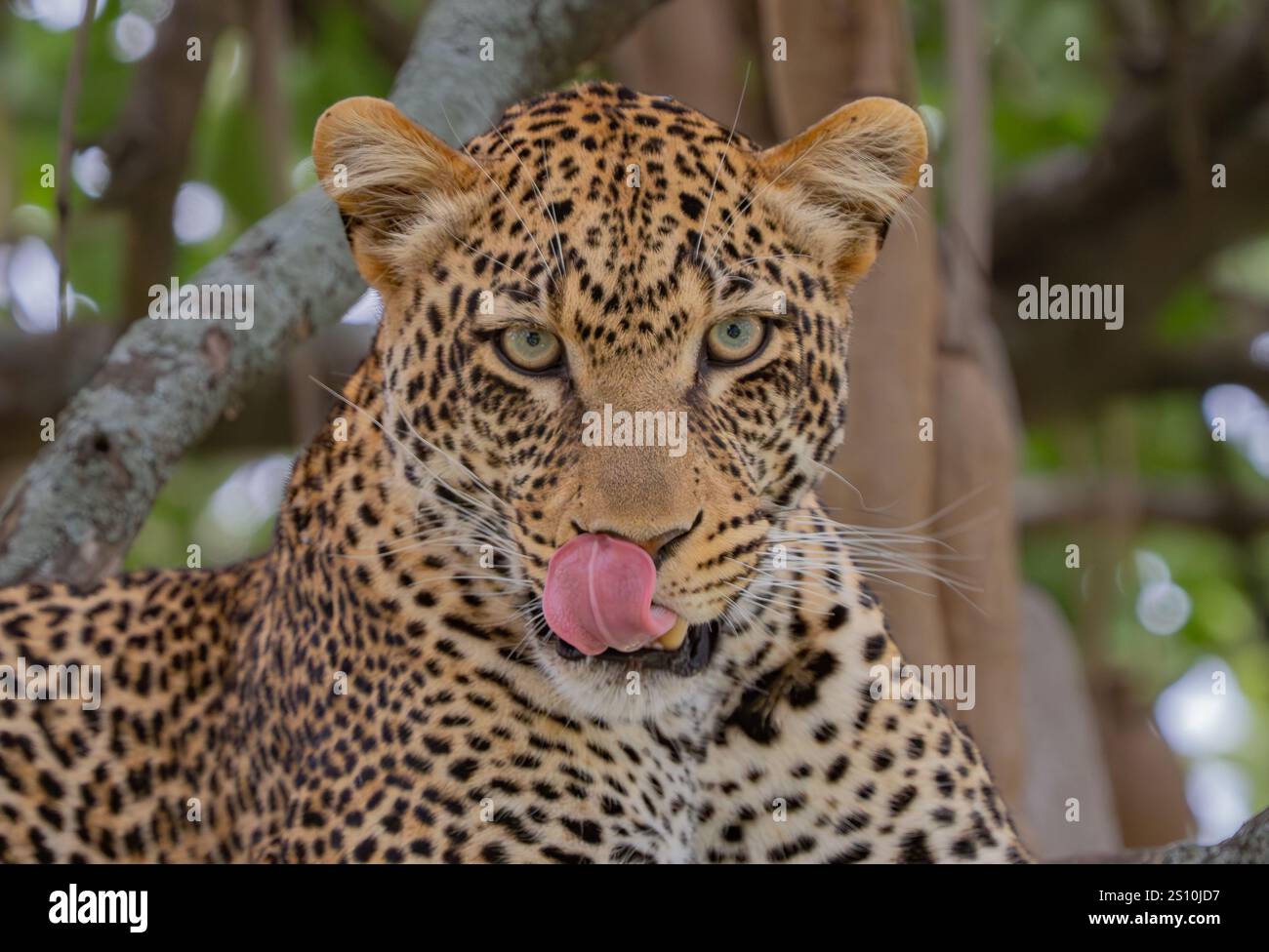 Leopard (Panthera pardus) ruht in einem Baum mit ausgezogener Zunge Stockfoto