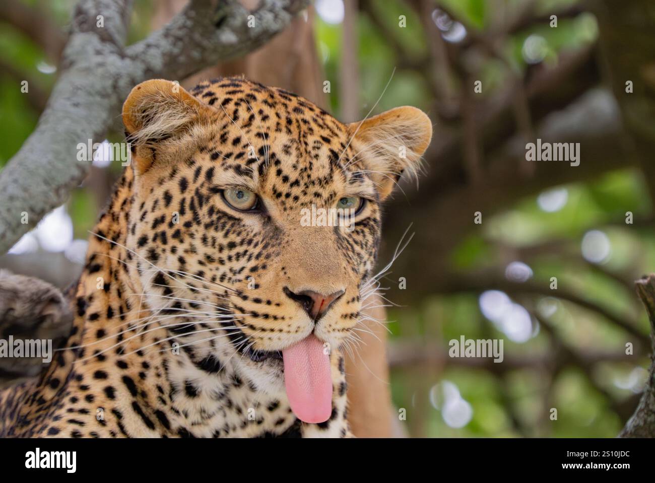 Leopard (Panthera pardus) ruht in einem Baum mit ausgezogener Zunge Stockfoto