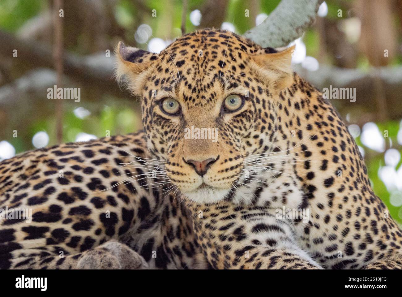 Leoparden (Panthera Pardus) ruht in einem Baum Stockfoto
