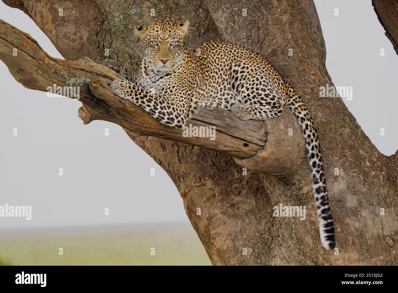 Leoparden (Panthera Pardus) ruht in Baum Stockfoto
