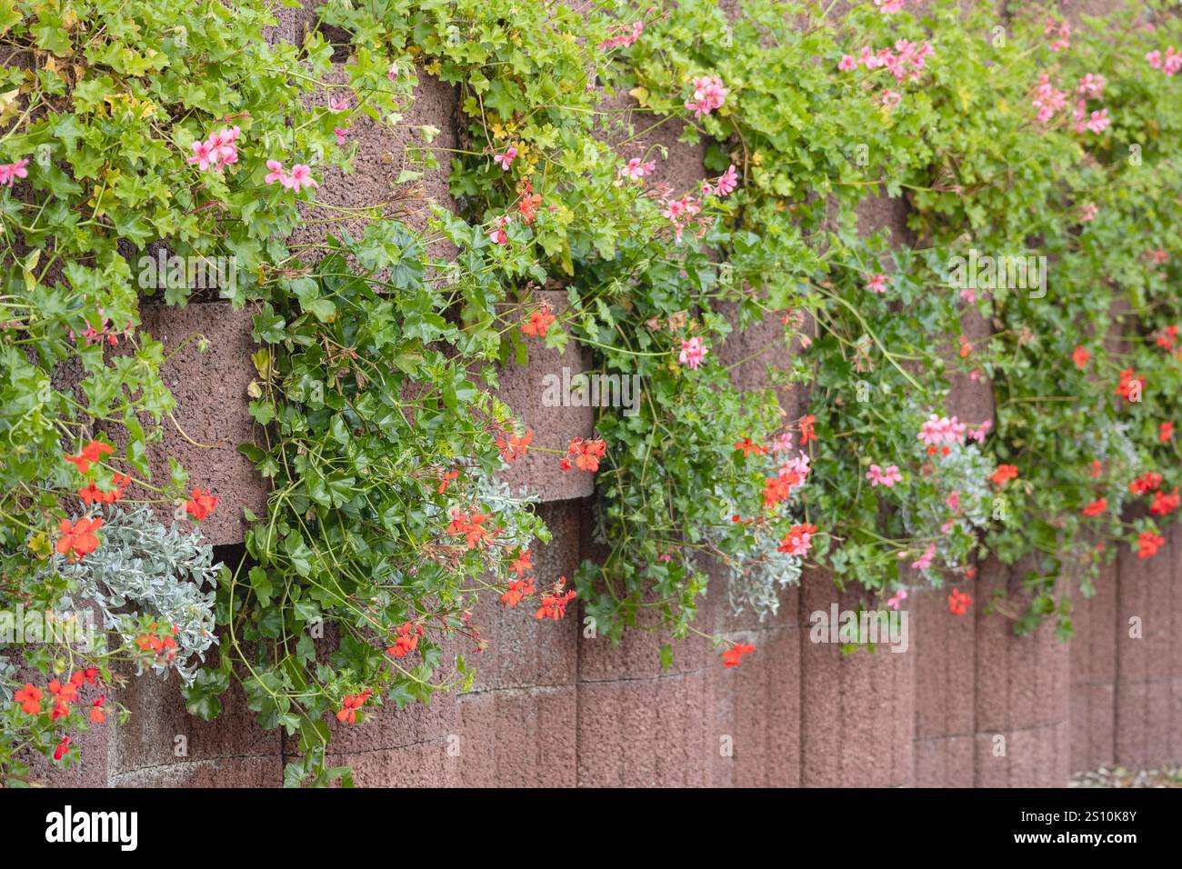 Eine Steinmauer aus roten Steinblöcken ist mit rosafarbenen und roten Blumen bewachsen, die einen Kontrast zu den grünen Blättern und bunten Blumen bilden. Stockfoto