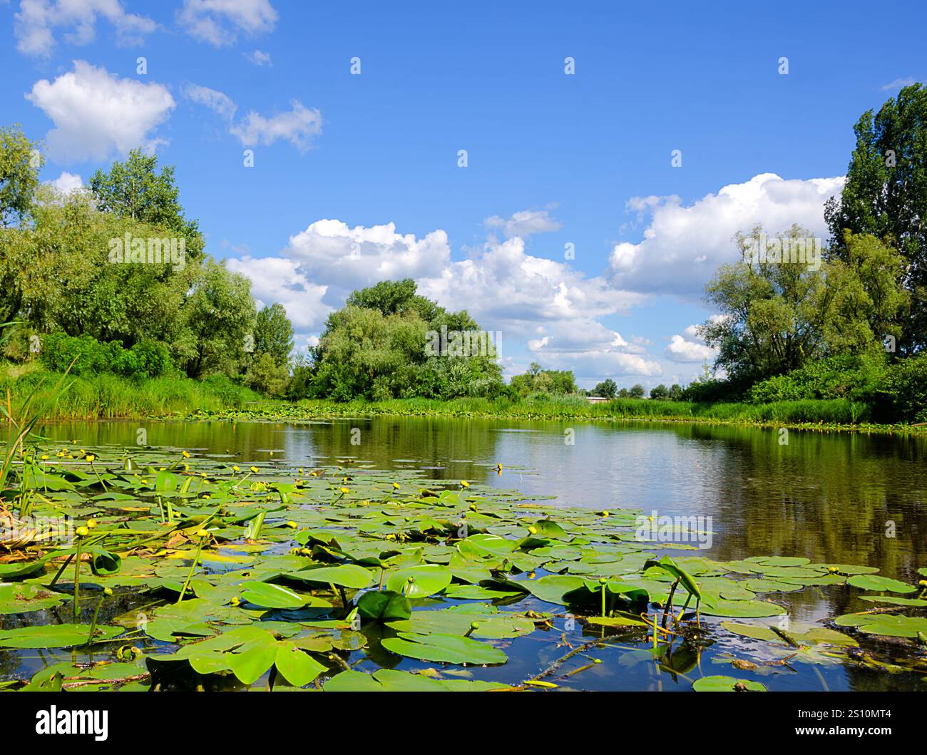 Fluss Dnepr. Ukraine. Ein malerischer Weg im Obolonsky-Viertel der Stadt Kiew, neben einem Wohngebiet, wilde Natur. Stockfoto Fluss Dnepr. Ukraine. Ein malerischer Weg im Obolonsky-Viertel der Stadt Kiew, neben einem Wohngebiet, wilde Natur. Stockfoto