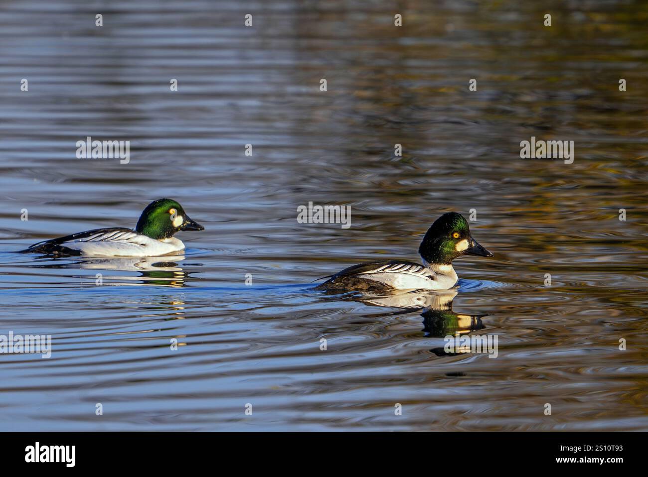 Gewöhnliche Goldaugen (Bucephala clangula) zwei erwachsene Männchen, die im Winter im Abendlicht im See schwimmen Stockfoto