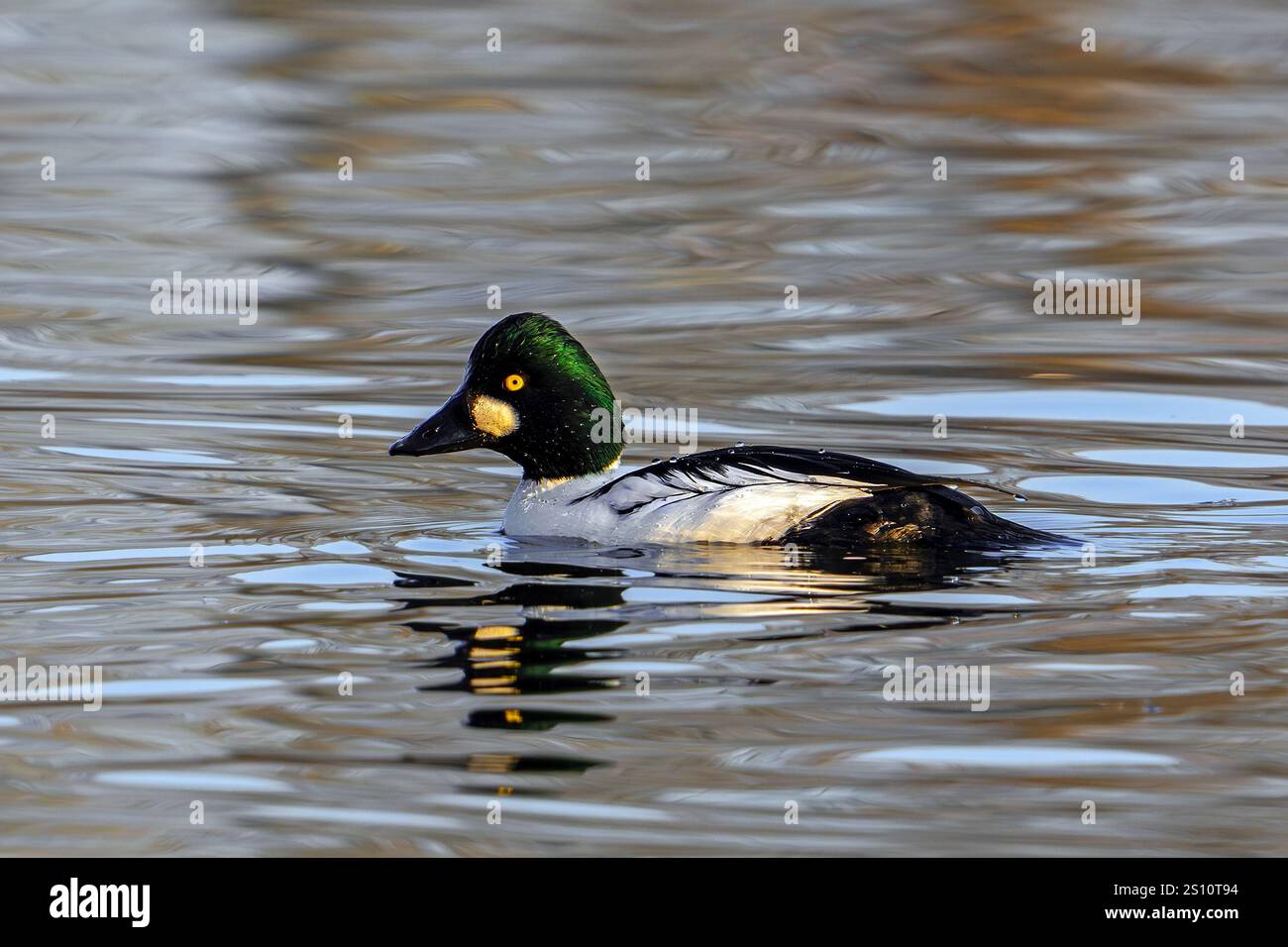 Gewöhnliches goldeneye (Bucephala clangula) erwachsener Mann, der im Winter im See schwimmt Stockfoto