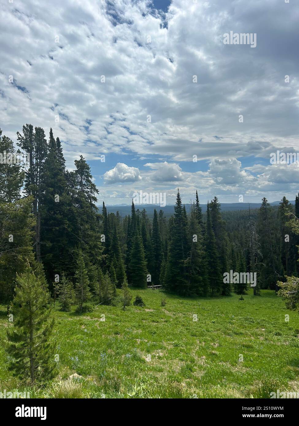 Majestätische Landschaft von Montana mit einem atemberaubenden Blick auf die Berge, üppigen Wäldern und unberührtem Himmel – fängt die ungezähmte Schönheit der amerikanischen Wildnis ein. - Smartphone-aufgenommenes Stockfoto
