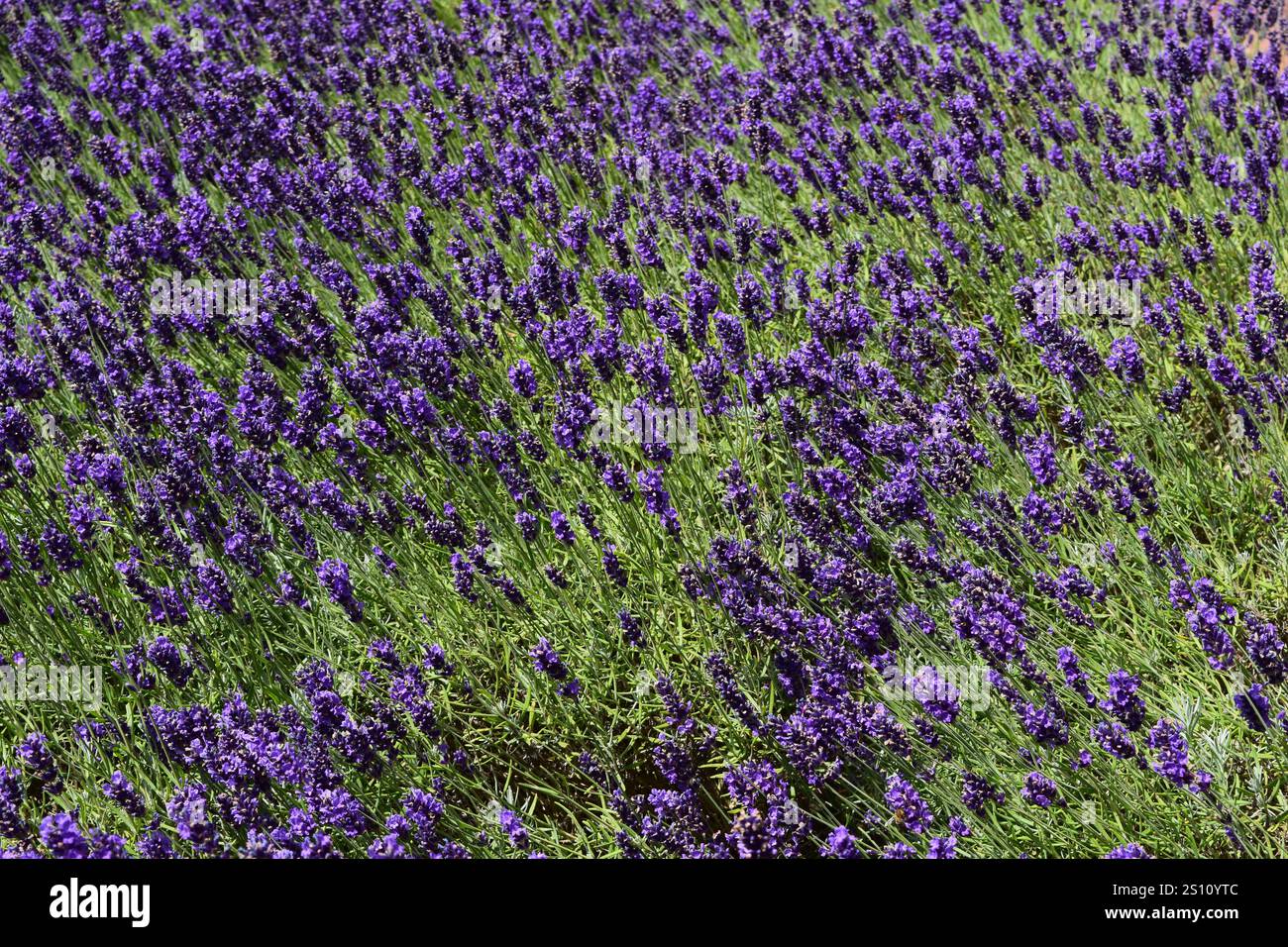 Lavendel Blumen Stockfoto