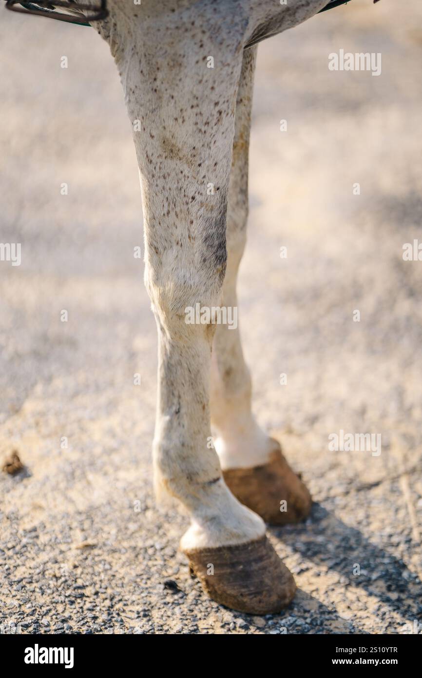 Pferdefüße auf dem Asphalt. Pferdehufe auf der Straßenoberfläche Stockfoto Pferdefüße auf dem Asphalt. Pferdehufe auf der Straßenoberfläche Stockfoto
