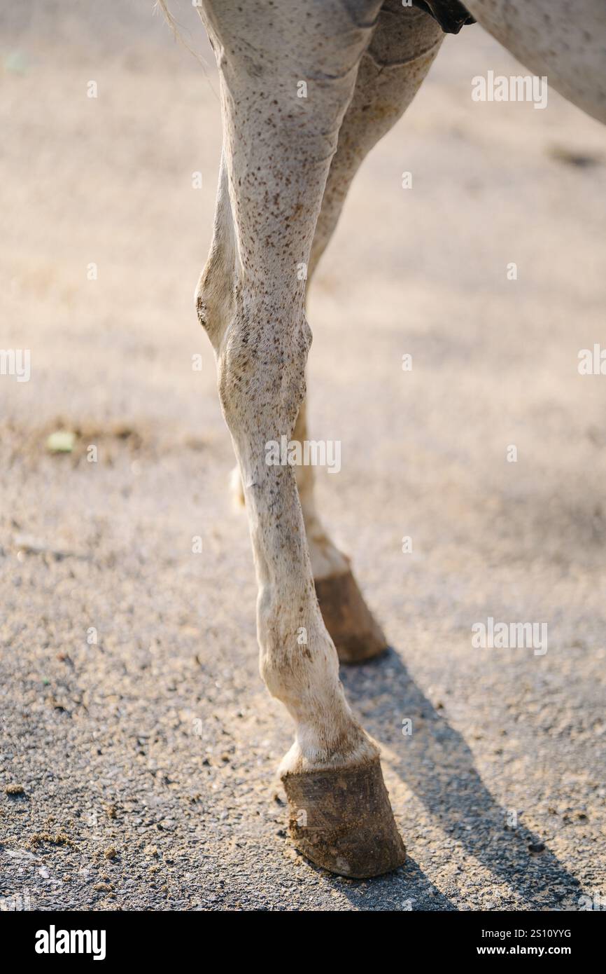 Pferdefüße auf dem Asphalt. Pferdehufe auf der Straßenoberfläche Stockfoto Pferdefüße auf dem Asphalt. Pferdehufe auf der Straßenoberfläche Stockfoto
