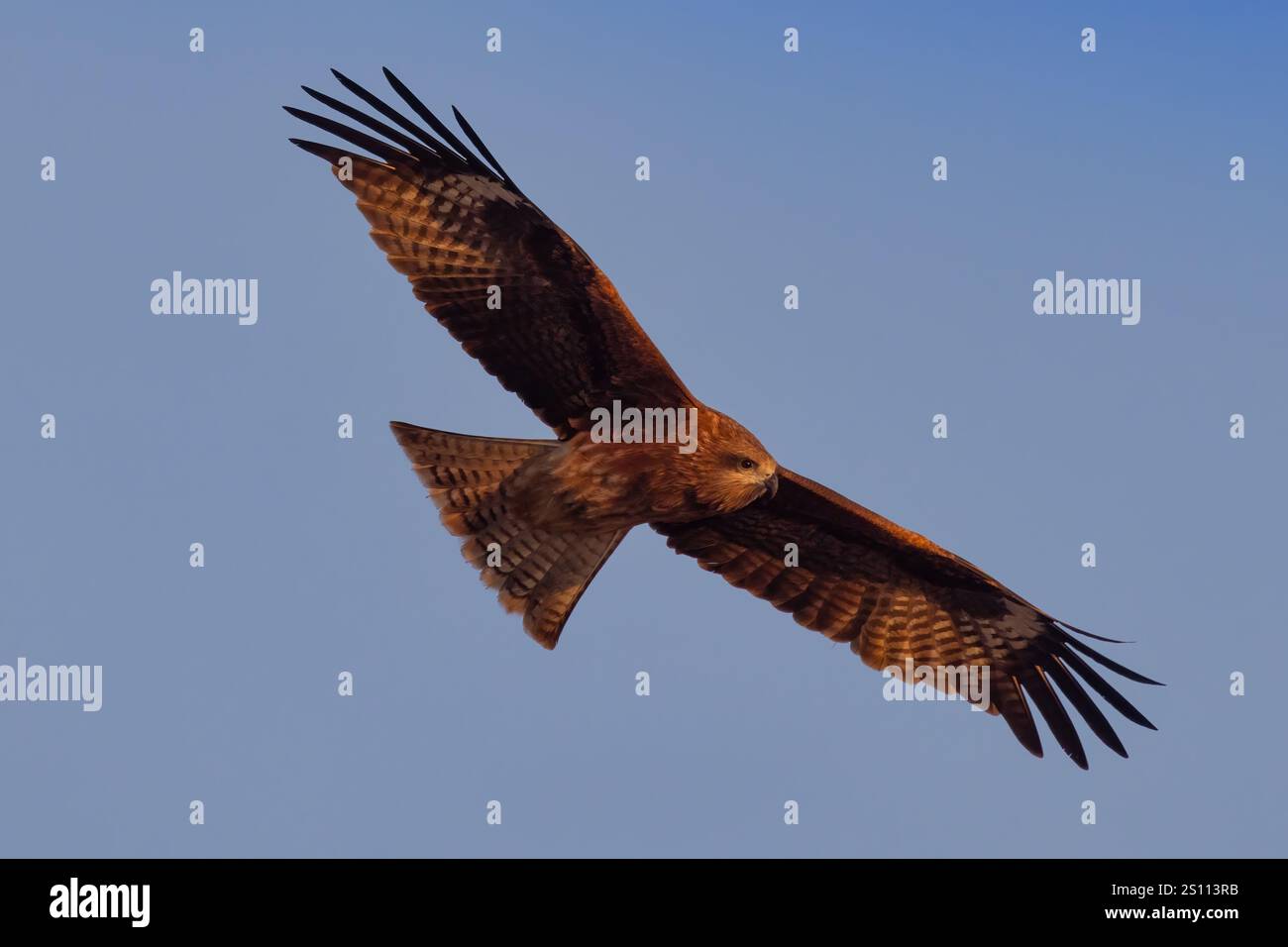 Shikanoshima, Japan. - 11.November 2024: Bird of Prey Drachen im Flug spreizt seine Flügel und spreizt seinen Schwanz Stockfoto