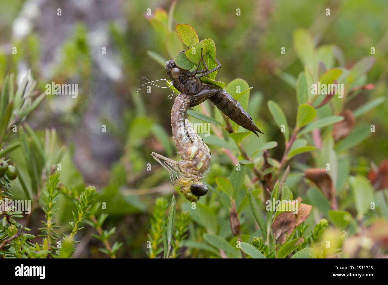 Torf-Mosaikjungfer, Schlupf, schlüpfend, aus Larve, Libellenlarve, Exuvie, Larvenhaut, Metamorphose, Weibchen, Torfmosaikjungfer, Mosaikjungfer, Aeshn Stockfoto