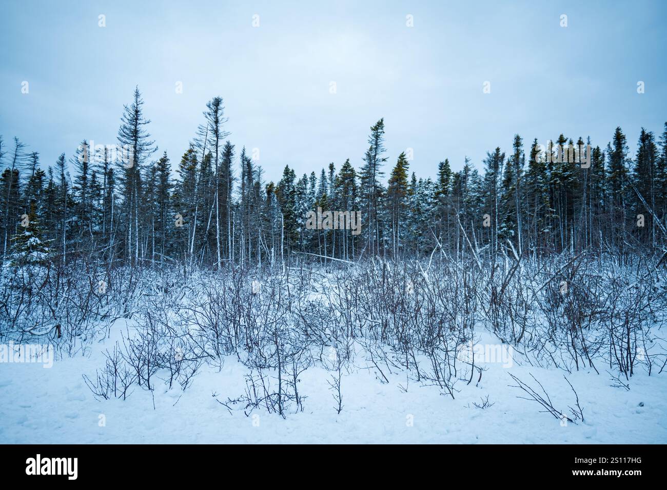 Winterlandschaft mit verschneiten Kiefernwäldern auf Anticosti Island, Quebec Icy Stockfoto