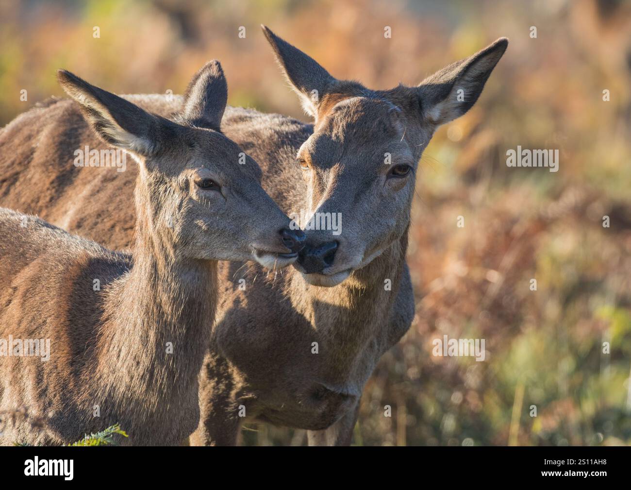 Nahaufnahme eines Rothirsches ( cervus elaphus ) Ein zärtlicher Moment, ein Kuss zwischen einer Mutter und ihrem Jungen in einer herbstlichen Umgebung. UK Stockfoto