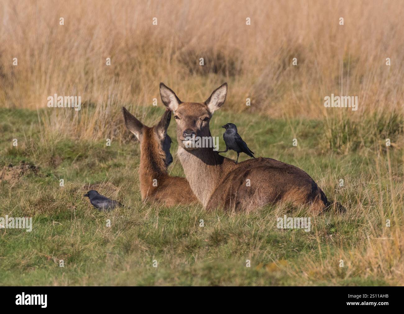 Rotwild (Cervus elaphus) mit einem freundlichen Jackdaw, der bei der Pflege hilft. Ihr zotteliges Fell frei von Parasiten halten. UK Stockfoto