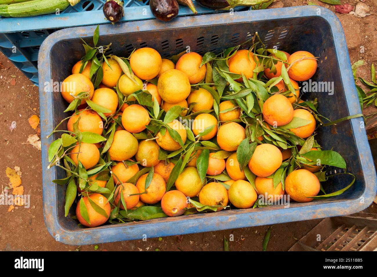 Frische marokkanische kleine Orangen oder Mandarinen in einer Kiste an einem traditionellen berbermarkt Tag amazigh Markt asni marokko Stockfoto