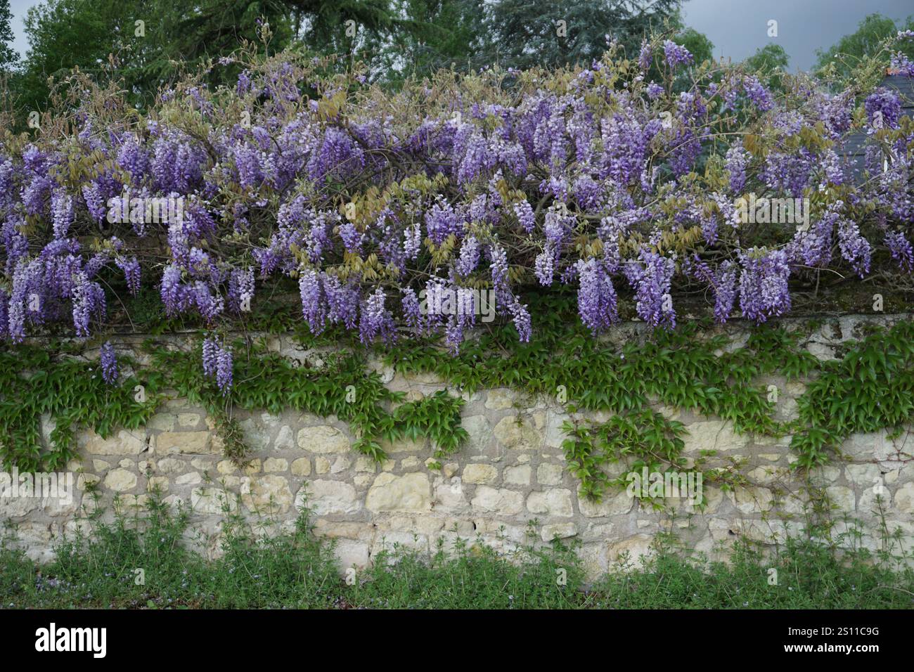 Helle und farbenfrohe violette Glyzinien-Blüten im Loire-Tal, Frankreich, hängen im Frühjahr an einer alten Kalksteinmauer Stockfoto