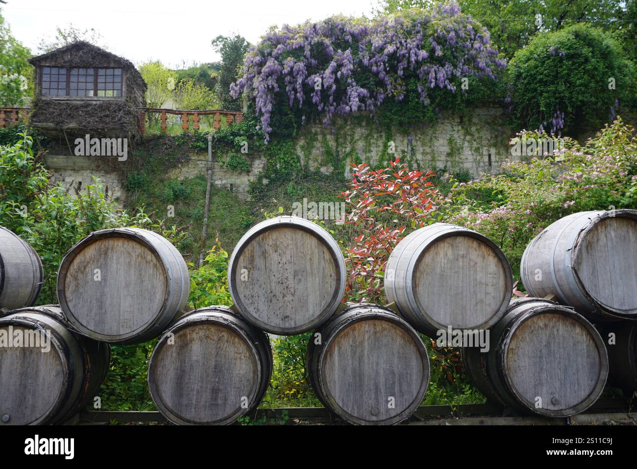 Helle und farbenfrohe violette Glyzinien-Blüten im Loire-Tal, Frankreich, hängen im Frühjahr an einer alten Kalksteinmauer in der Nähe einiger Holzweinfässer Stockfoto