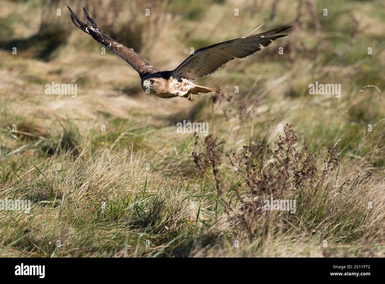 Der Rotschwanzfalke ist ein großer, mächtiger Greifvogel, der für seinen unverwechselbaren rotbraunen Schwanz und seine ausgeprägten Jagdfähigkeiten bekannt ist. Stockfoto