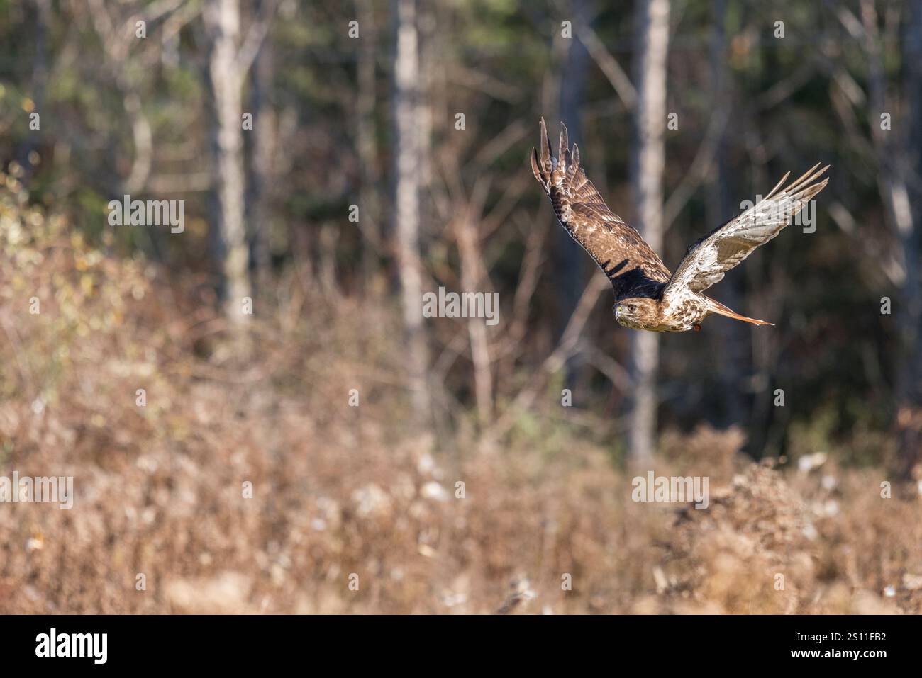 Der Rotschwanzfalke ist ein großer, mächtiger Greifvogel, der für seinen unverwechselbaren rotbraunen Schwanz und seine ausgeprägten Jagdfähigkeiten bekannt ist. Stockfoto
