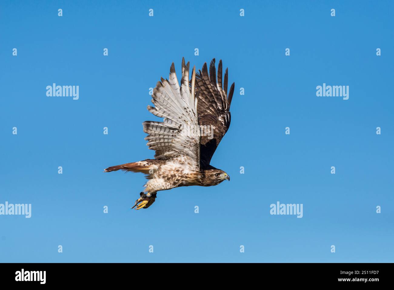 Der Rotschwanzfalke ist ein großer, mächtiger Greifvogel, der für seinen unverwechselbaren rotbraunen Schwanz und seine ausgeprägten Jagdfähigkeiten bekannt ist. Stockfoto