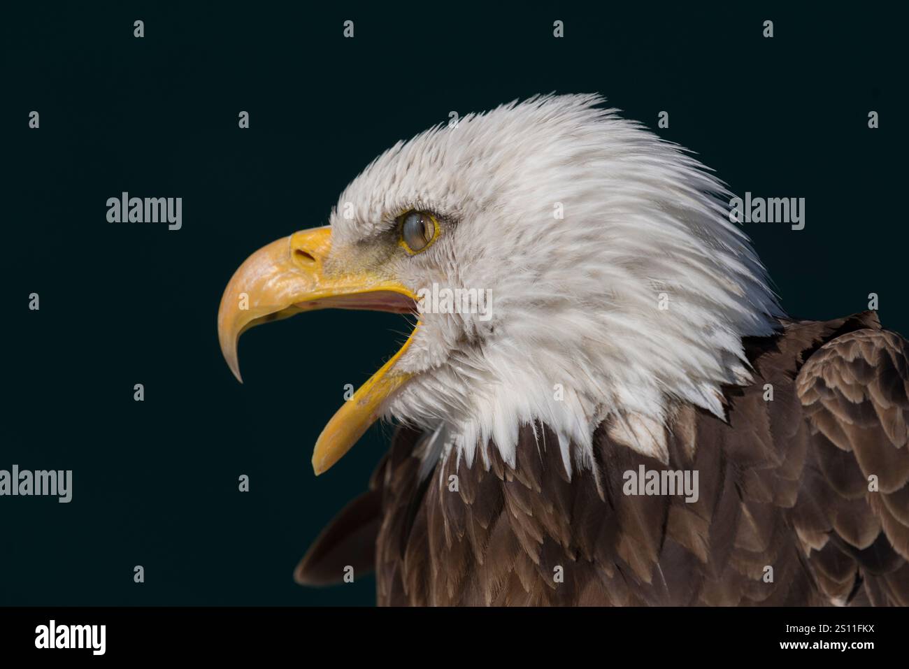Der große amerikanische Weißkopfseeadler ist ein Symbol für Stärke und Freiheit, bekannt für seinen markanten weißen Kopf und Schwanz, seine kraftvolle Konstruktion und seine beeindruckende Jagd Stockfoto