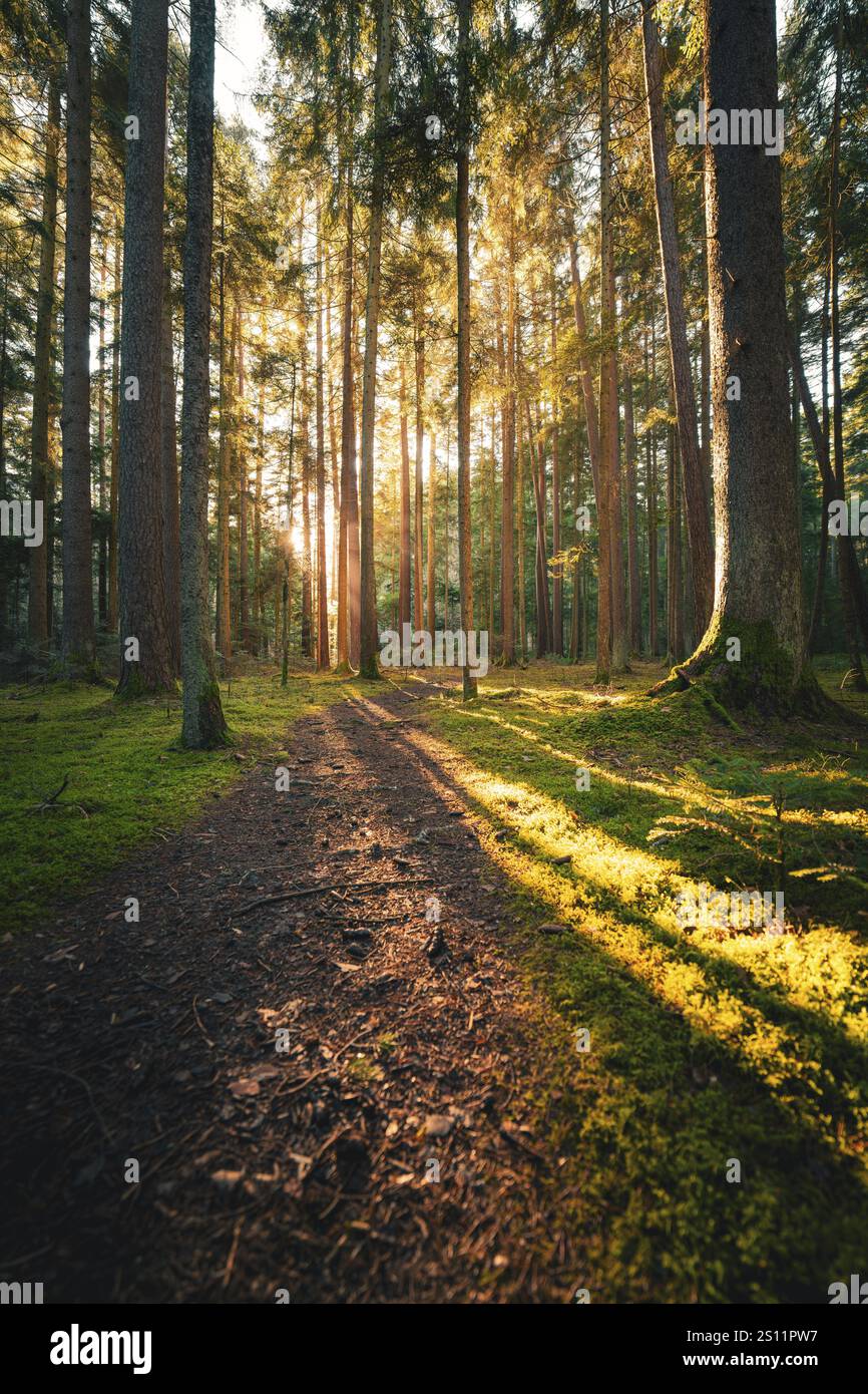 Ein schmaler Pfad führt durch einen ruhigen Wald, beleuchtet durch das sanfte Morgenlicht, Unterhaugstett, Schwarzwald, Bezirk Calw, Deutschland, Europa Stockfoto