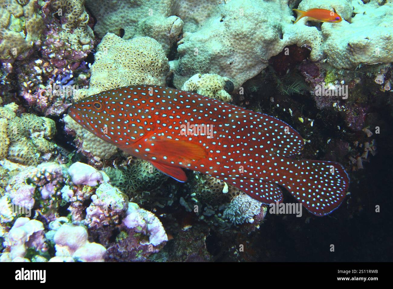 Rote, gefleckte Fische, Juwelen (Cephalopholis oligosticta), Schwimmen zwischen farbenfrohen Korallenstrukturen im Meer, Daedalus Reef Tauchplatz, Egyp Stockfoto