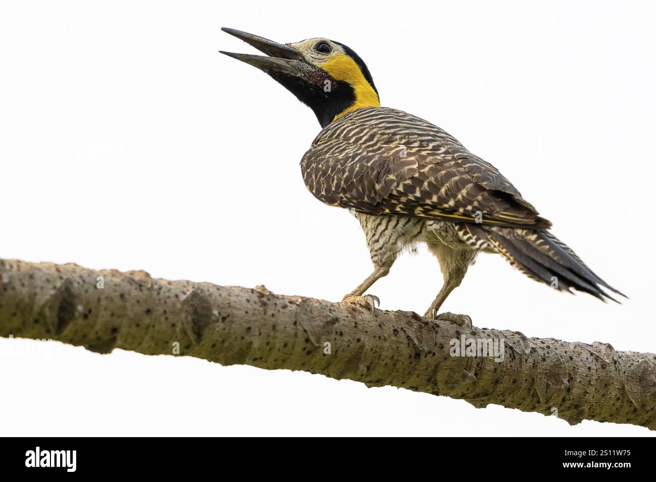 Pantanal, Inland, Feuchtgebiet, UNESCO-Biosphärenreservat, Weltkulturerbe, Feuchtgebiet-Biotope, Mato Grosso, Brasilien, Südamerika Stockfoto