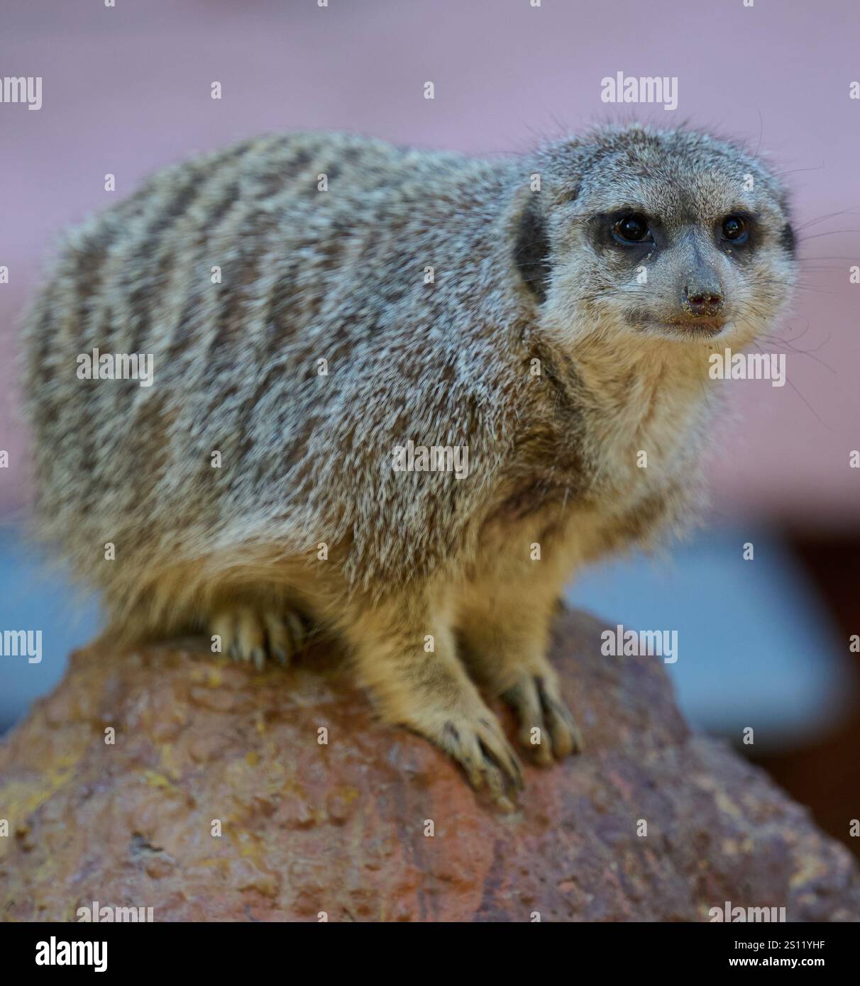 Ein erwachsener Erdmännchen spaziert im Freien Stockfoto