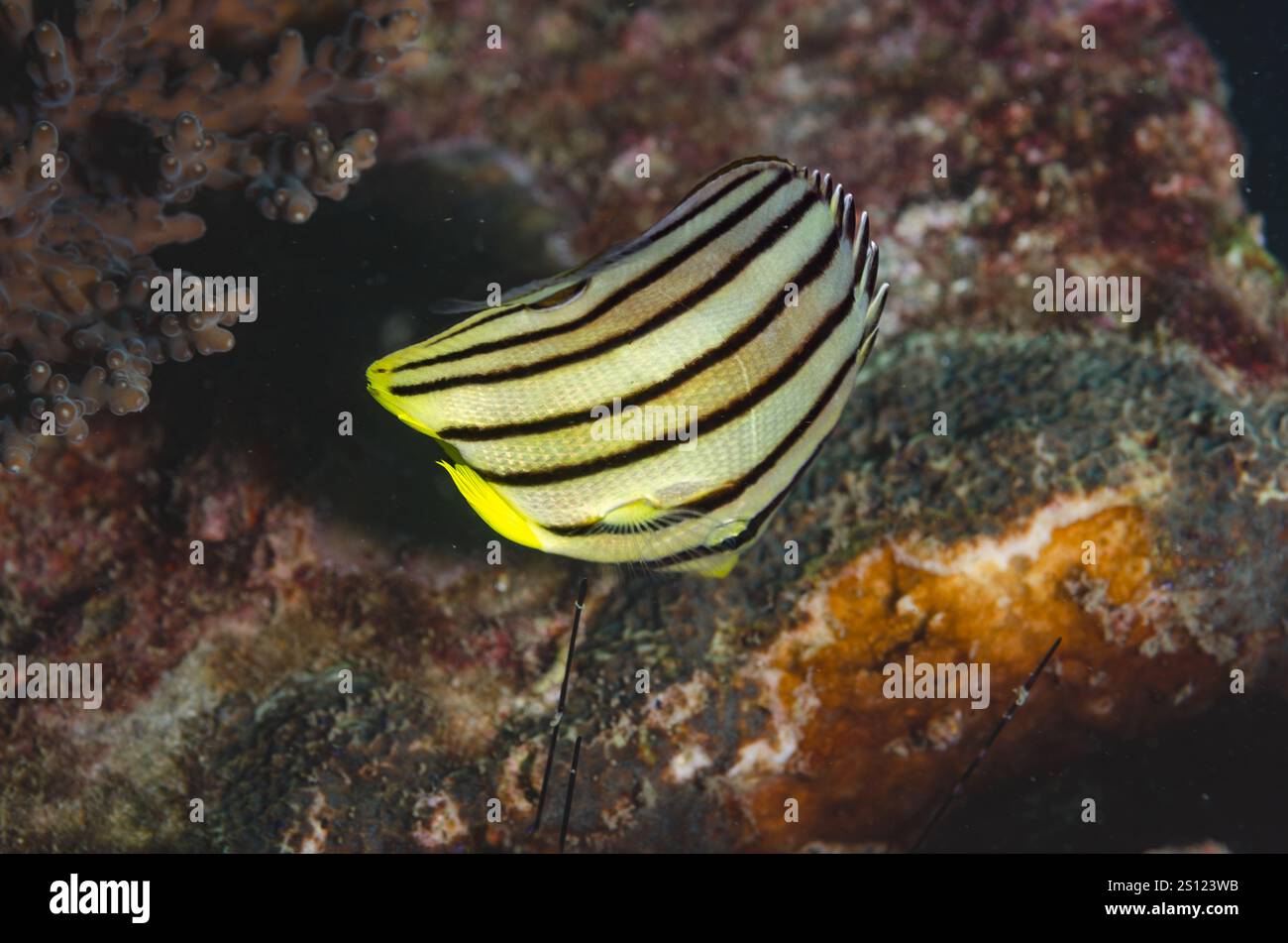 Achtband-Butterflyfish, Chaetodon octofasciatus, Chaetotontidae, Kao Lak, Thailand, Pazifik, Asien Stockfoto