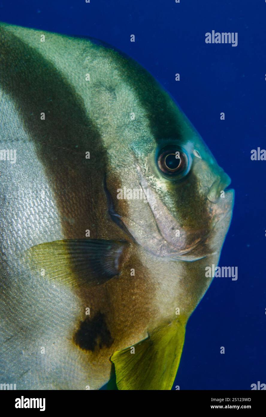 Longifn Spadefish, Platax teira, Ephippidae, Kao Lak, Thailand, Pazifik, Asien Stockfoto