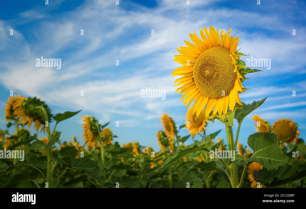 Eine einzelne, starke Blume in einem Sonnenblumenfeld bei Sonnenaufgang außerhalb von Toowoomba. Stockfoto