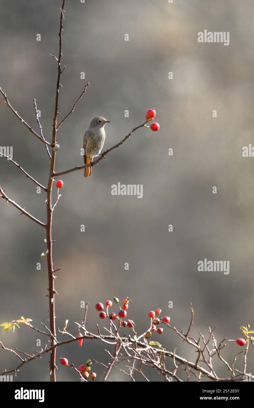 Ein weibliches schwarzes Rotschwarz (Phoenicurus Ochruros), das in einem Hunderosenstrauch (Rosa Canina) mit roten Früchten thront, pastellfarbenem Bokeh-Hintergrund, Minimalismus, Stockfoto
