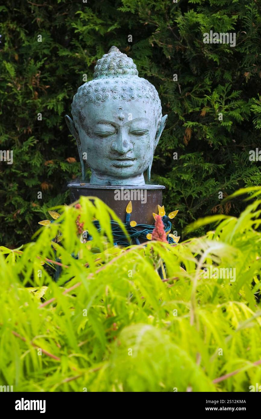Nahaufnahme der buddha-Kopfskulptur und Rhus typhina „Tiger Eyes“ - Sumakstrauch im japanischen Garten im Garten im Sommer. Stockfoto Nahaufnahme der buddha-Kopfskulptur und Rhus typhina „Tiger Eyes“ - Sumakstrauch im japanischen Garten im Garten im Sommer. Stockfoto
