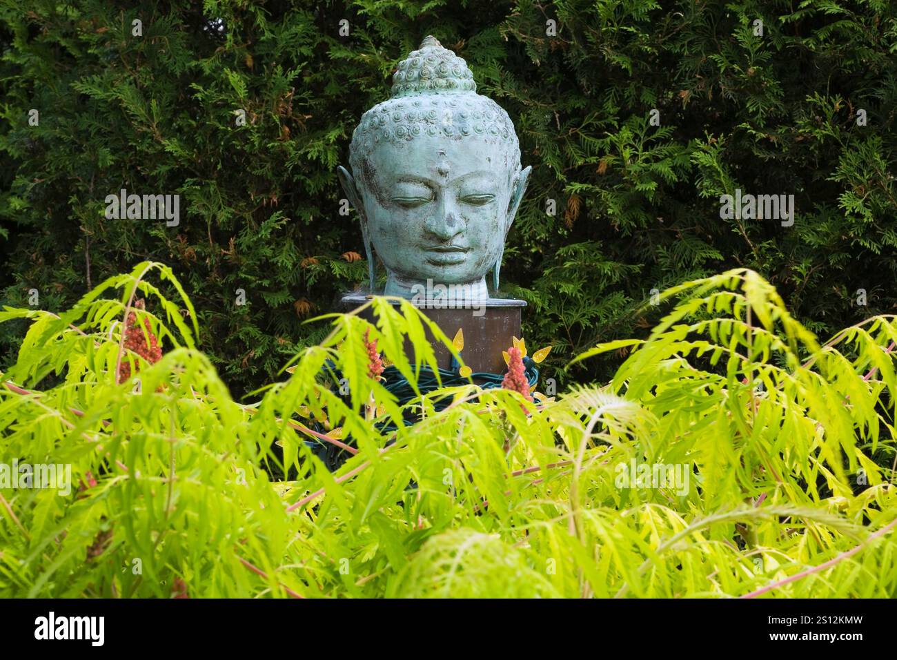 Nahaufnahme der buddha-Kopfskulptur und Rhus typhina „Tiger Eyes“ - Sumakstrauch im japanischen Garten im Garten im Sommer. Stockfoto Nahaufnahme der buddha-Kopfskulptur und Rhus typhina „Tiger Eyes“ - Sumakstrauch im japanischen Garten im Garten im Sommer. Stockfoto