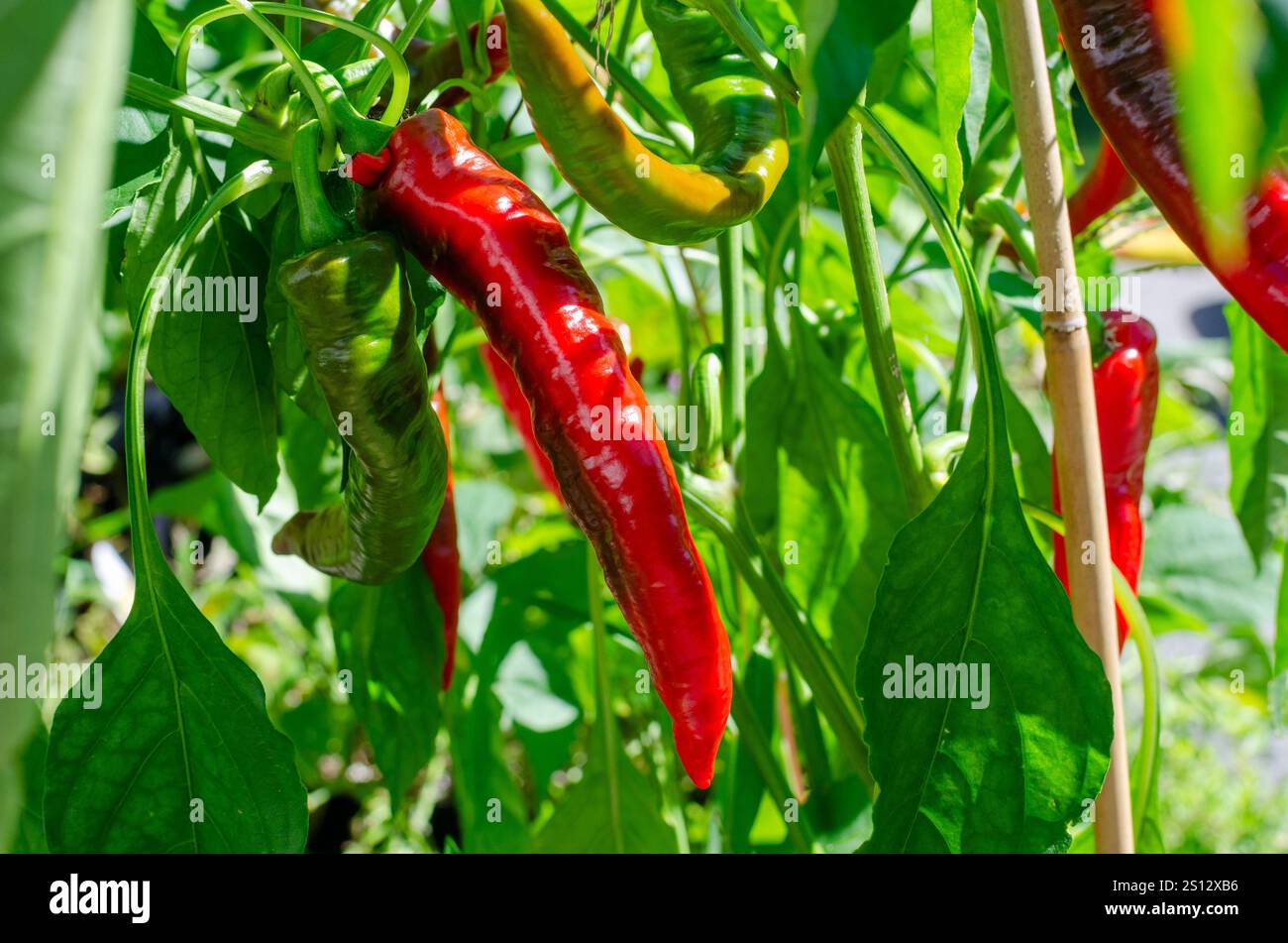 Jimmy Nardello süß rot, reifer italienischer Bratpfeffer auf Weinrebe Stockfoto