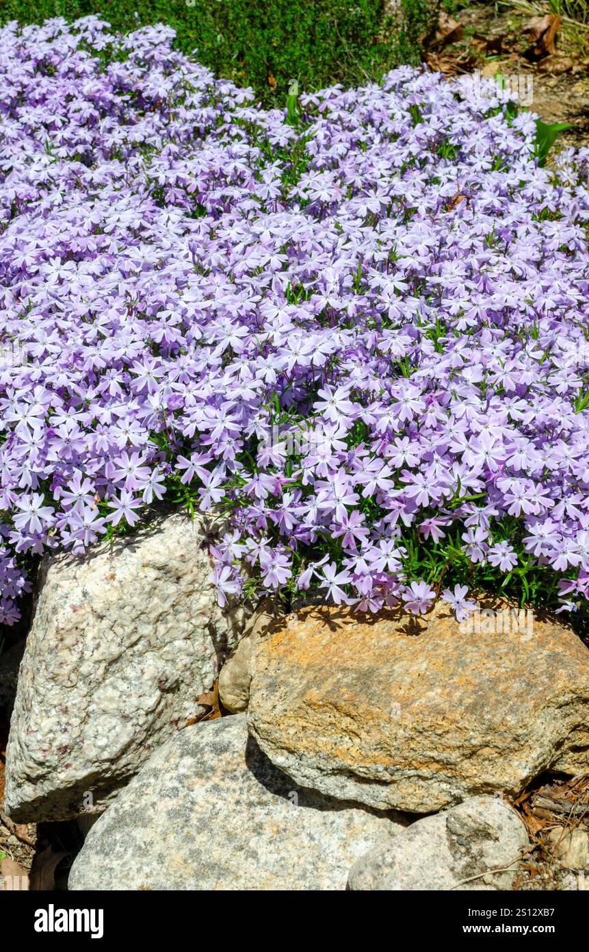 Blühende kriechende Phlox stolonifera im Steinmauergarten Stockfoto