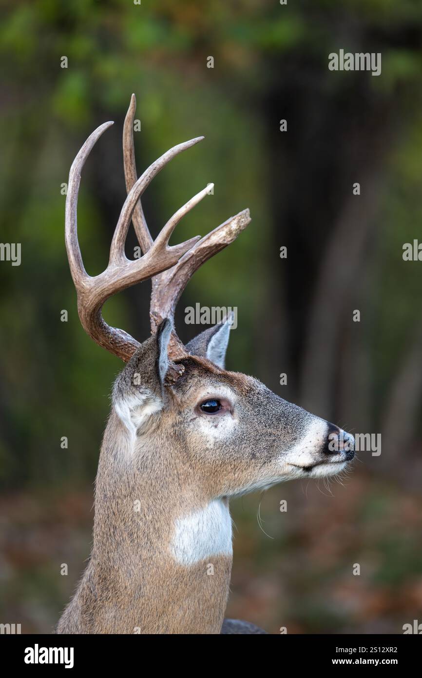 Weißer Hirschbock im Wald im Herbst mit gebrochenem Geweih Stockfoto