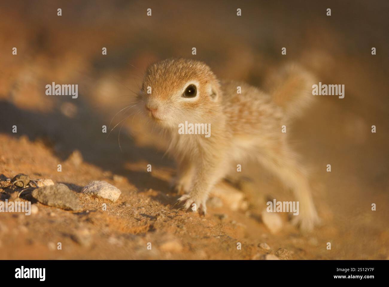 Young Spotted Ground Eichhörnchen, Socorro County, New Mexico, USA. Stockfoto