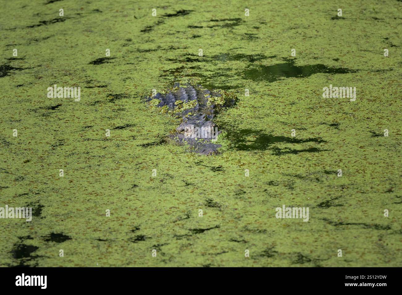 Ein Alligator gleitet durch das grüne sumpfige Wasser und nähert sich der Kamera mit einem intensiven und geheimnisvollen Blick. Stockfoto