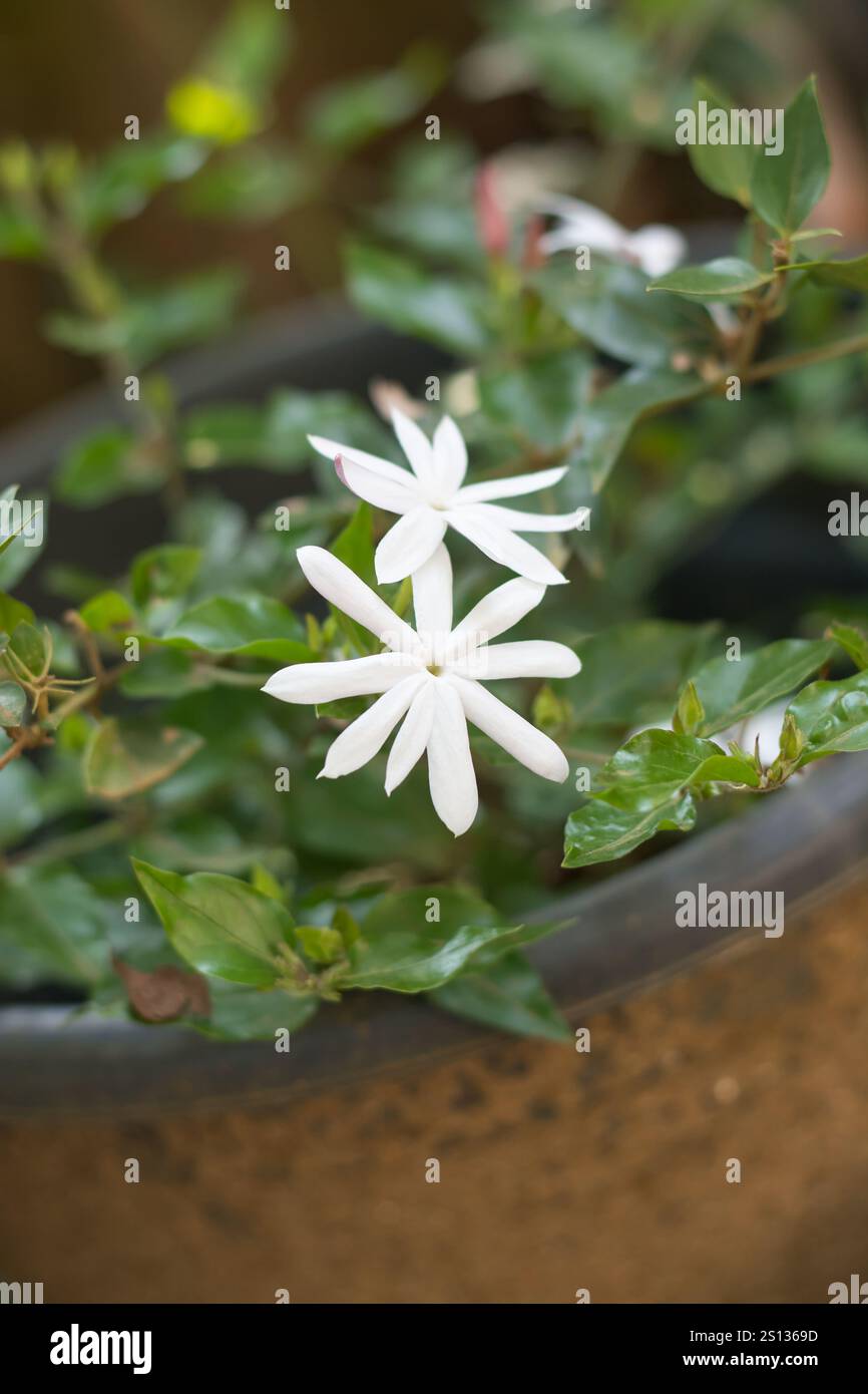 Weiße Jasminblüten im Gartenhintergrund, sternförmige Blüte mit süßem Duft in weichem Fokus mit Kopierraum Stockfoto