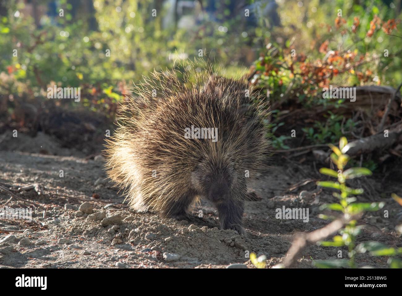 Wilde, neugierige und stachelige Stachelschweine im Yukon Territory, Kanada, in der Nähe eines wunderschönen Baches im Sommer. Erethizon dorsatum im Sommer. Stockfoto