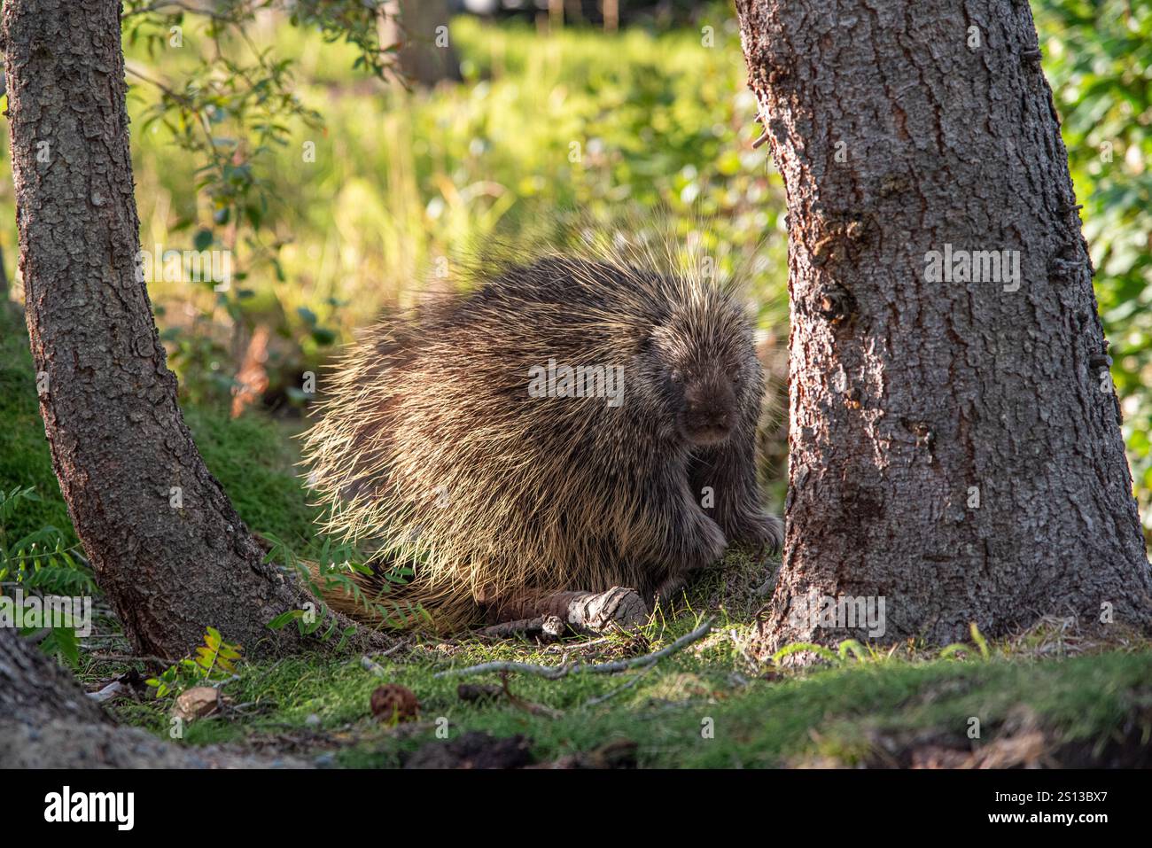 Wilde, neugierige und stachelige Stachelschweine im Yukon Territory, Kanada, in der Nähe eines wunderschönen Baches im Sommer. Erethizon dorsatum im Sommer. Stockfoto
