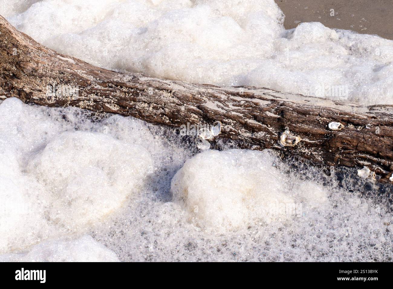 Driftwood Beach auf Jekyll Island, Georgia, bietet eine wunderschöne Landschaft mit Textur, Farbe und Formen von verwitterten Bäumen und Treibholz an der Küste. Stockfoto