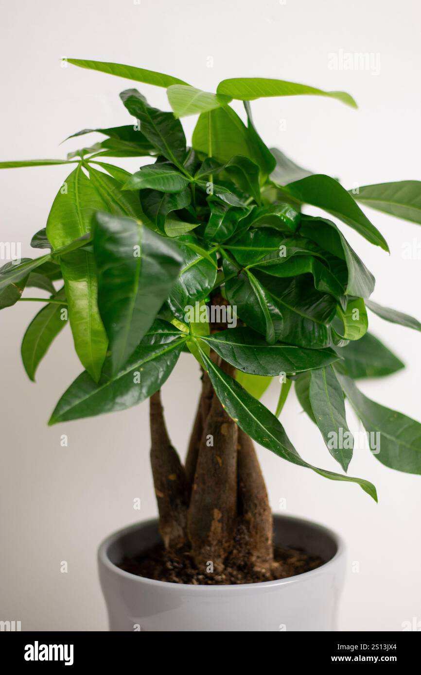 Eine Pachira aquatica Pflanze, die in einem grauen Topf wächst und auf einem weißen Kommode-Tisch in einem Zimmer zu Hause steht Stockfoto