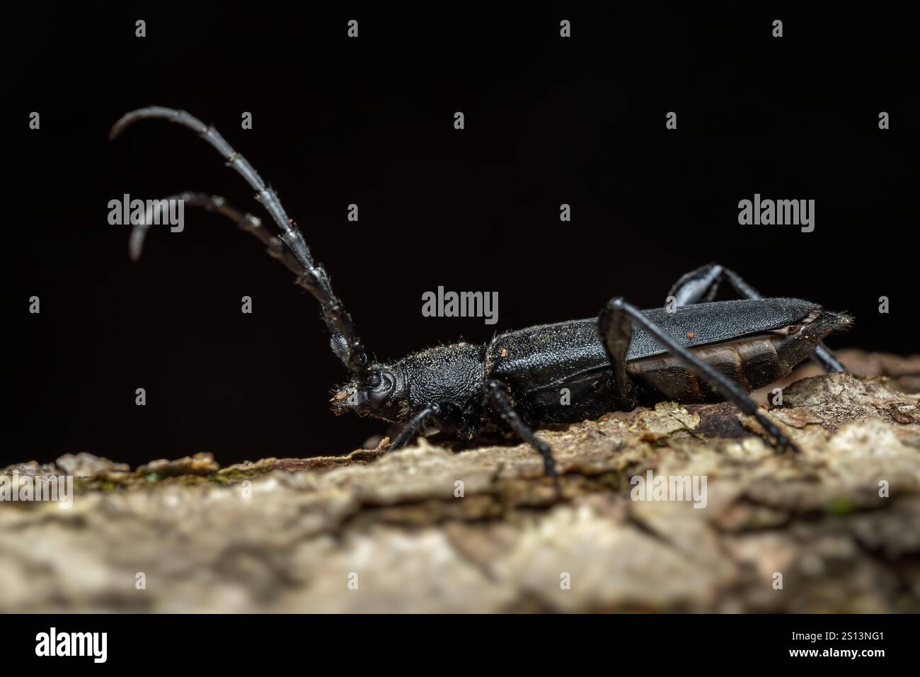Langhörner Käfer - Ropalopus clavipes, schöner großer schwarzer Käfer aus europäischen Wäldern und Wäldern, Zlin, Tschechische Republik. Stockfoto