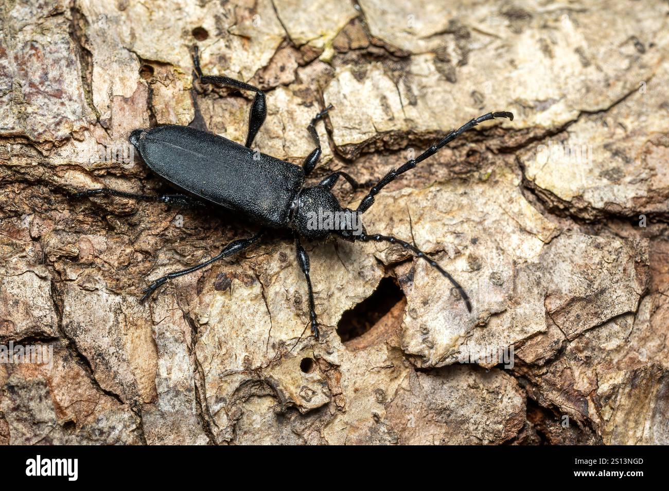 Langhörner Käfer - Ropalopus clavipes, schöner großer schwarzer Käfer aus europäischen Wäldern und Wäldern, Zlin, Tschechische Republik. Stockfoto