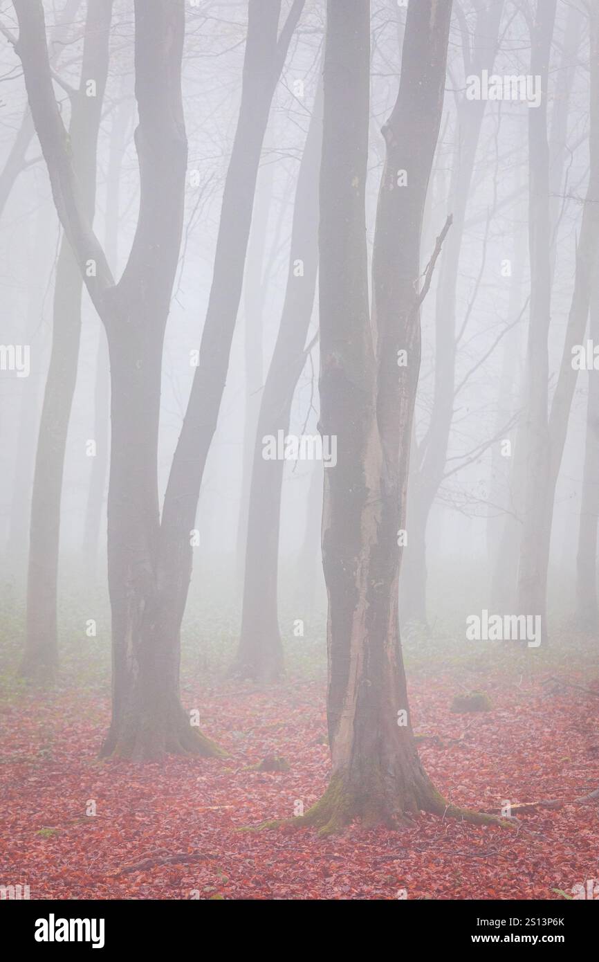 Tiefe Nebelwälder in Deer Wood auf dem hohen weald bei Dallington East Sussex im Südosten Englands Großbritannien Stockfoto