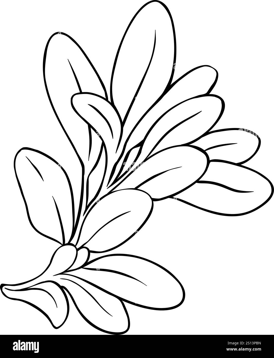 Salbei Pflanze mit Blumen Umrissillustration Stock Vektor