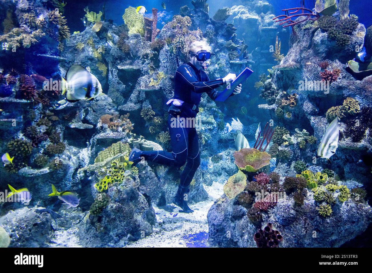 Bristol, Großbritannien. 30. Dezember 2024. Der Animal Count 2025 findet im Bristol Aquarium in Bristol, Großbritannien statt. Die jährliche Tierzählung findet in Zoos und Aquarien im ganzen Vereinigten Königreich statt, um die Tierbestände zu überwachen. Quelle: Mark Passmore/ Alamy Live News Stockfoto