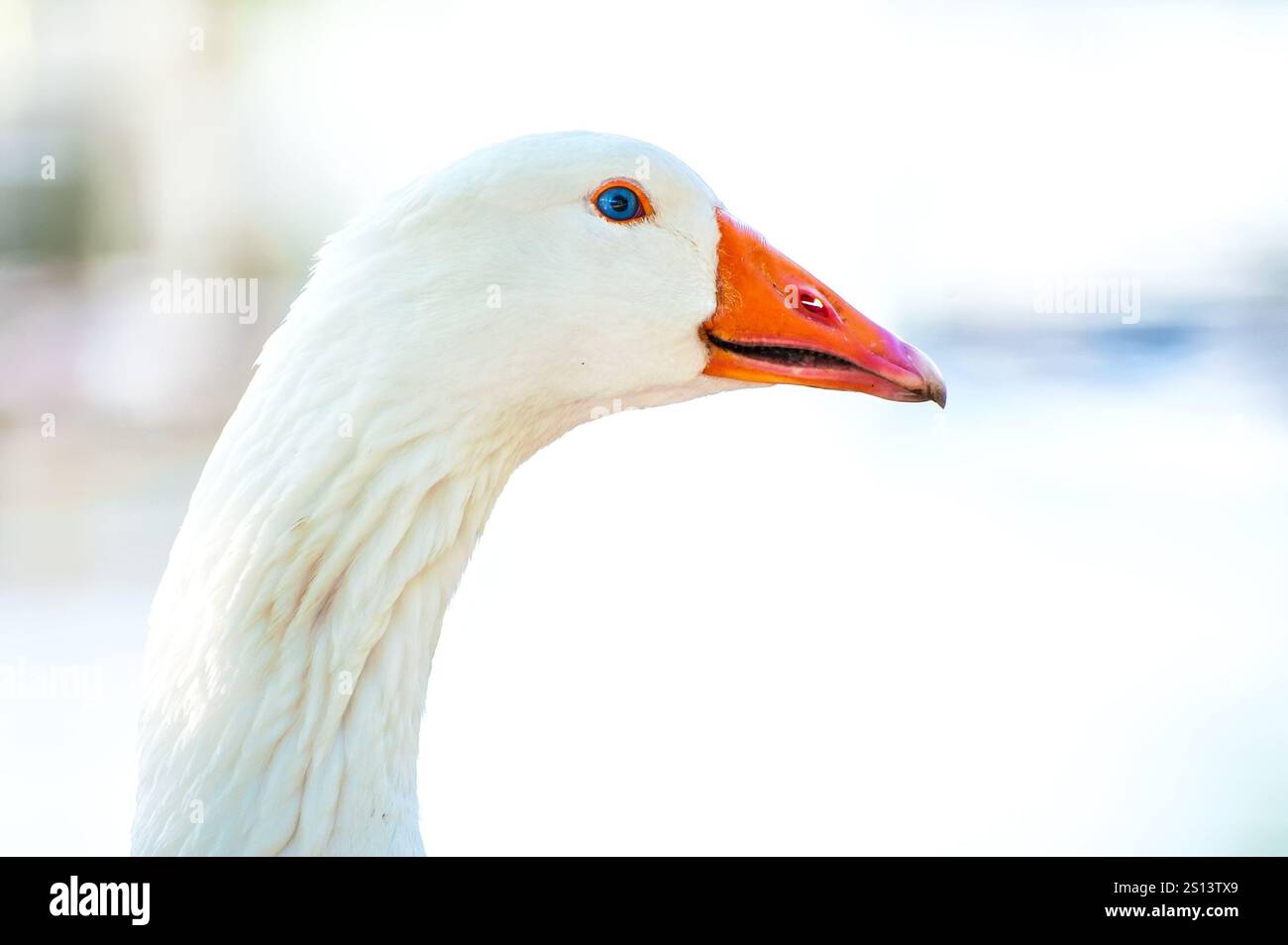 Nahaufnahme eines Entenkopfes auf einer Farm am See Stockfoto